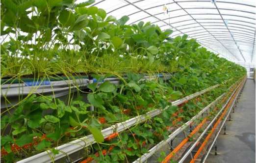 草莓高架分层育苗栽培设备（北京华农） 照片